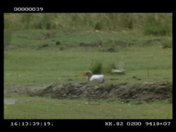 Yellow-billed stork being dive-bombed by African skimmers, protecting their nests, Botswana Stock Footage