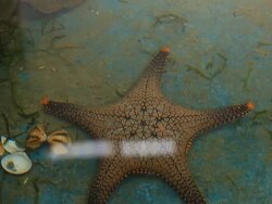 starfish in aquarium Stock Footage