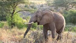 Elephants in Safari at Wild Stock Footage