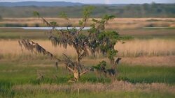 Tree with Spanish Moss in Alabama wetland area. Stock Footage