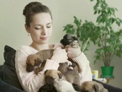 Girl and puppies Stock Footage