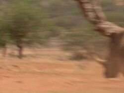 White rhino (Ceratotherium simum) and adult; with audio, Kenya Stock Footage
