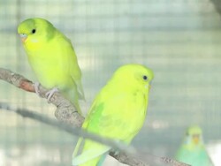 Green Budgie Stock Footage