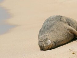 MS Shot of Endangered Hawaiian Monk Seal sun bathing on beach / Poipu, Kauai, Kauai, Hawaii, United States Stock Footage