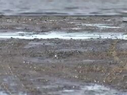 Cockle pickers risking lives to harvest cockles News Clip