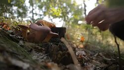 Picking Mushrooms Stock Footage