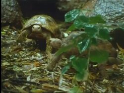 Tortoises walknig across floor of Indian rainforest Stock Footage