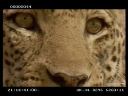 Leopard, Panthera pardus, BCU eyes, in tree, Botswana Stock Footage