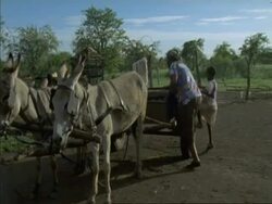 Donkeys and cart with family, Botswana, Africa Stock Footage