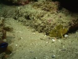 MS Shot of Paper fish lying on sea floor observing surroundings / Matola, Maputo, Mozambique Stock Footage