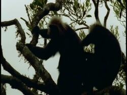 Two Nilgiri langur, Prebytis johnii, sitting in tree, grooming each other, Western Ghats, India Stock Footage