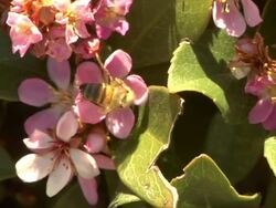 Bee pollinating flower Stock Footage