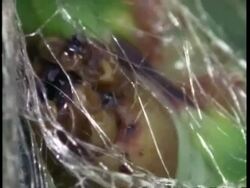 BCU Silkworm larvae, Bombyx mori, weaving silk Stock Footage