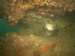 MS PAN Shot of Various fish swimming beneath coral reef ledge including black edged puffer and natal fingerfin / Aliwal Shoal, Kwa Zulu Natal, South Africa Stock Footage