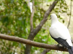 Pied Imperial Pigeon Stock Footage