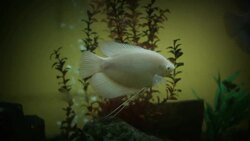 gold fish bowl Stock Footage