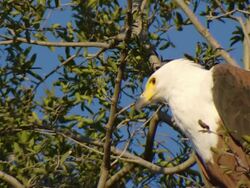 CU LA Shot of African fish eagle perched on branch observing surroundings / Okavango Delta, North West District, Botswana Stock Footage