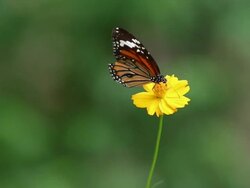Butterfly Stock Footage