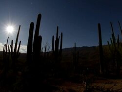 WS TU T/L View of Moon rising over saguaro cactus in desert / Tucson, Arizona, United States Stock Footage