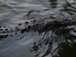 Swimming Alligators Stock Footage