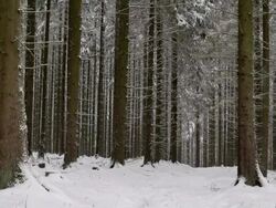 MS Shot of fir forest in winter with snow falling / Erbeskopf, Hunsruck, Rhineland Palatinate, Germany Stock Footage