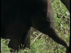 CU Asiatic Elephant, Elephas maximus, walking between legs of adult elephants, Western Ghats, India Stock Footage