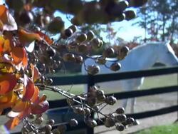 White Horse behind fence with plant in foreground Stock Footage