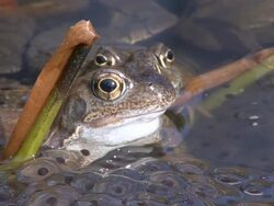 frogs in a puddle Stock Footage
