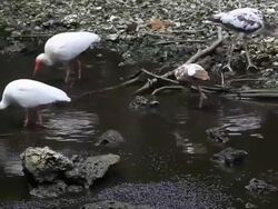 White egrets feeding Stock Footage