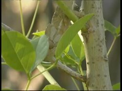 CU Tilt down, Chameleon climbing down tree, Israel Stock Footage