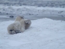 MS TS R/F Shot of polar bear rolling around and sliding in snow / Arviat, Nunavut, Canada Stock Footage
