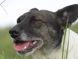 HD SUPER SLOW-MO: Dog Licking Its Mouth Stock Footage