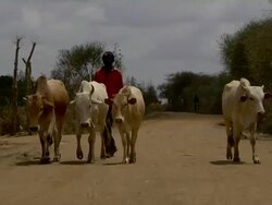 Man leading four cows Stock Footage