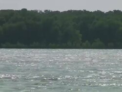 WS Forest near mississippi river / Memphis, Tennessee, United States Stock Footage