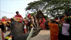 CLEAN : Thailand celebrates National Elephant Day News Clip