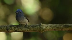 Birds of Thailand, Rain forest wildlife Stock Footage