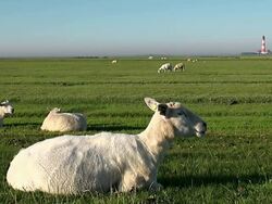 WS Shot of sheep's grassing on grass field near Westerhever lighthouse, North Frisian Wadden Sea / Westerhever, Schleswig Holstein, Germany Stock Footage