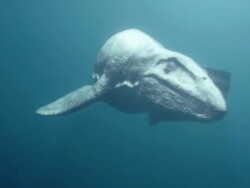 Medium hand-held - A dinosaur with sharp teeth, swims underwater. / Dallas, Texas, USA Stock Footage