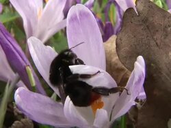 HD: Bumblebee Stock Footage