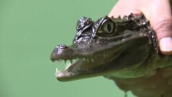 Exotic reptile being held by rescue worker News Clip