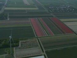 AERIAL Dutch flower fields and wind turbine, North Holland province Stock Footage