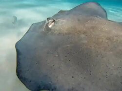 Stingray Stock Footage