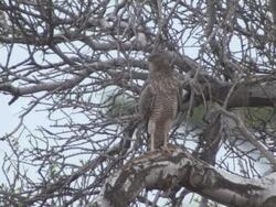 MS SLO MO Shot of Finch like birds in tree  / Central Kalahari Game Reserve, Botswana Stock Footage