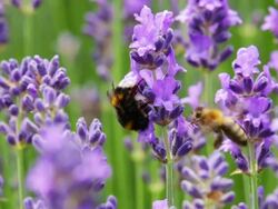 Lavender with bee Stock Footage
