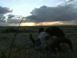 Medium Long Shot static - The skull of a bighorn sheep lies in a field.  Stock Footage