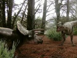 Medium Long Shot zoom-in zoom-out - A Tyrannosaurus rex and a Triceratops fight in a computer-generated animation. / Denver, Colorado, USA Stock Footage