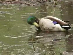 Mallard Duck Stock Footage