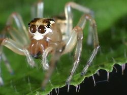 Jumping spider (family Salticidae) Stock Footage