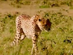 MS TS Cheetah walking towards others cheetah and laying down in long grass / Masai Mara, Kenya Stock Footage