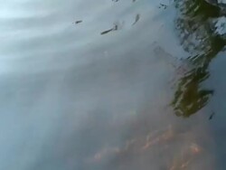 Manatee takes a breath and swims under canoe Stock Footage